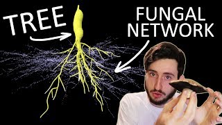 Hidden Mycorrhizal Networks [upl. by Ayin803]