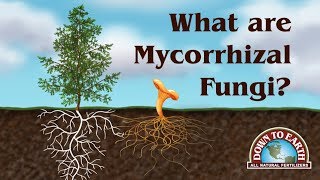 What Are Mycos Down To Earth Fertilizers [upl. by Nidroj]