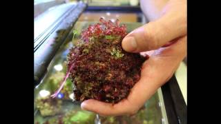 Why study Red Algae [upl. by Enelrahs]