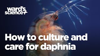 Caring and Culturing for Daphnia [upl. by Homovec]