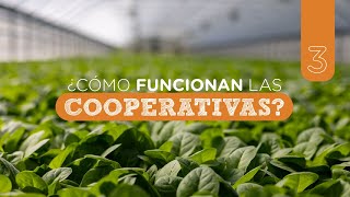 Y las Cooperativas ¿cómo funcionan [upl. by Amat157]