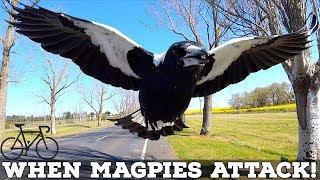 When Magpies Attack SIX TIPS to Avoid Swooping Magpies [upl. by Gnouc]