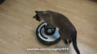 Cat shows HOW TO use iRobot Roomba Vacuum [upl. by Leblanc]