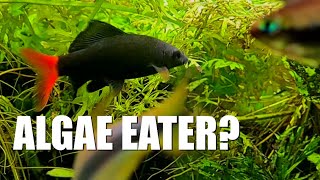 HOW WELL do REDTAIL SHARKS eat ALGAE  Watch This [upl. by Bradshaw]