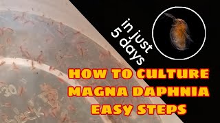 How to Culture Magna Daphnia Easily [upl. by Artemahs727]