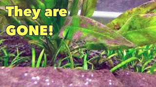 REMOVE Brown Algae from your Aquarium by DOING THIS [upl. by Emilie]