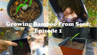 Growing Bamboo From Seed Episode 1 [upl. by Adlare]