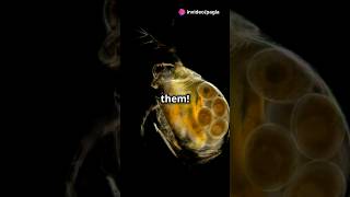 How to culture Daphnia for your Aquarium [upl. by Aseefan]