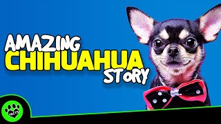 Top 10 Fun Facts About Chihuahuas  Dogs 101 [upl. by Libenson]