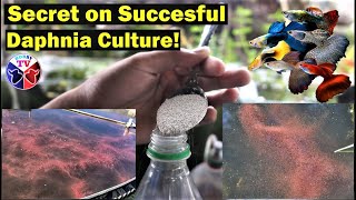 How to Culture Daphnia Successfully [upl. by Anyah]