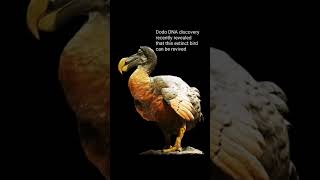 Dodo extinct bird [upl. by Dana]