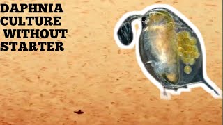 HOW TO CULTURE DAPHNIA NATURALLY WITHOUT A STARTER [upl. by Negyam]