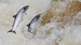 Atlantic Salmon Leaping the falls at Cloghan on the River Finn [upl. by Hola797]