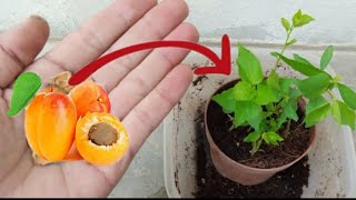 How To Grow Apricot Tree From Seed At Home  Sprouting Planting Apricots Seed [upl. by Wappes506]