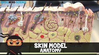 Full Body Skin Exam Dermatology [upl. by Addie299]