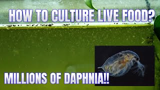 How to Culture Daphnia Secret Method to Breed MILLIONS  Simply Aquatic [upl. by Yttel399]