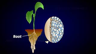 Mycorrhiza as biofertilizer [upl. by Dennison]