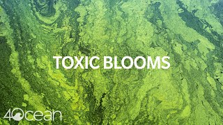 Toxic Algae Blooms [upl. by Lopes]