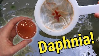 How I Culture Daphnia In Outdoor Tubs [upl. by Lazar]