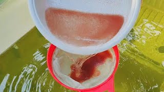 How to culture daphnia  Daphnia culture  How to grow daphnia outdoor [upl. by Chivers]