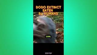 The Dodo Extinct Eaten By Humans [upl. by Ardnosac956]