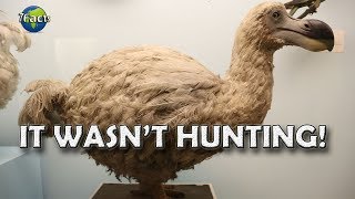 Why the Dodo went extinct [upl. by Twyla]