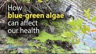 How bluegreen algae can affect our health [upl. by Levan]