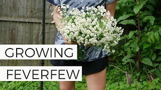 How to Grow Feverfew from Seed  Cut Flower Gardening for Beginners  Easy to Grow Flowers [upl. by Ahsekal]