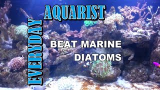 How To Kill Marine Aquarium Brown Algae amp Diatoms [upl. by Frieda]