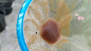 How to culture daphnia moina in a small container Part 1 English Subtitle [upl. by Rinaldo]