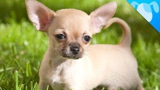 Chihuahua Facts [upl. by Ecile]