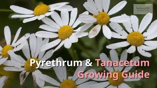 Pyrethrum and Tanacetum Growing Guide Painted Daisy by GardenersHQ [upl. by Slater367]