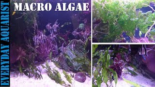 How To Grow Marine Macro Algae  Planted Saltwater Aquarium [upl. by Ahsilrae]