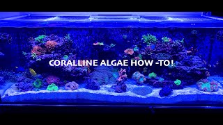 How to GROW Insane CORALLINE Algae [upl. by Siuqramed]