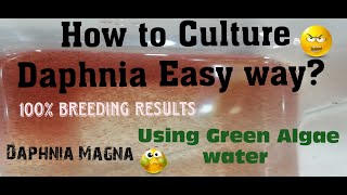 Daphnia MagnaHow to Culture Daphnia Easy wayCulturing Daphnia using Green water Daphnia [upl. by Snahc84]