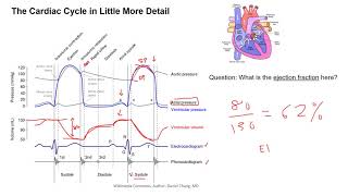 The Cardiac Cycle [upl. by Stegman]