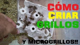 Cómo Criar y Mantener GRILLOS y MICROGRILLOS  rEPRODUCCIÓN de los GRILLOS [upl. by Latimore]