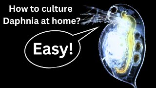 BEST Live Fish Food Beginner guide How to Culture Daphnia at home [upl. by Siroved984]