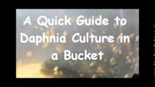 How to culture daphnia outside [upl. by Gaige25]