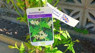 Planting Jasmine Officinale Clotted Cream amp Building a DIY Trellis  UK [upl. by Ralyks725]