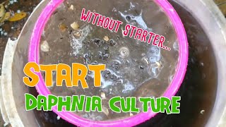 How to culture daphnia moina the easy way 1  Starting the Daphnia culture [upl. by Ahders]