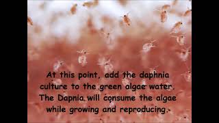 Daphnia  How to grow daphnia in your home [upl. by Demahom336]