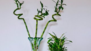 TRIMMING LUCKY BAMBOO  JOY US GARDEN [upl. by Alten]