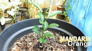 Growing MANDARIN from Seed [upl. by Charisse]