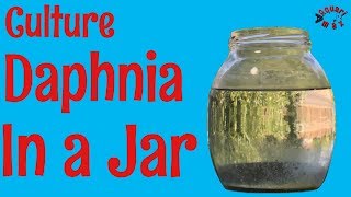 How to Culture Daphnia in a Jar [upl. by Kariv763]