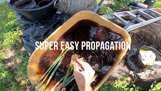 PROPAGATING BAMBOO  the easy way [upl. by Ellersick]