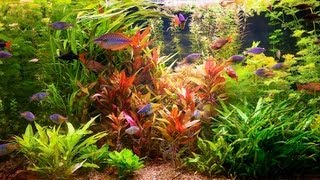 How to Remove Red Algae from Fish Tank  Aquarium Care [upl. by Atilol]