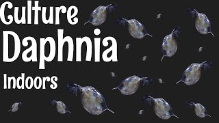 How to Culture Daphnia [upl. by Valery]