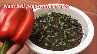 How to grow bell peppers at home [upl. by Julieta]