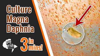 How to culture DAPHNIA MAGNA  The easy way [upl. by Oisor]